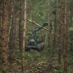 Photo by Sam Fletcher
After the feller buncher, a forwarder comes along and collects the logs.