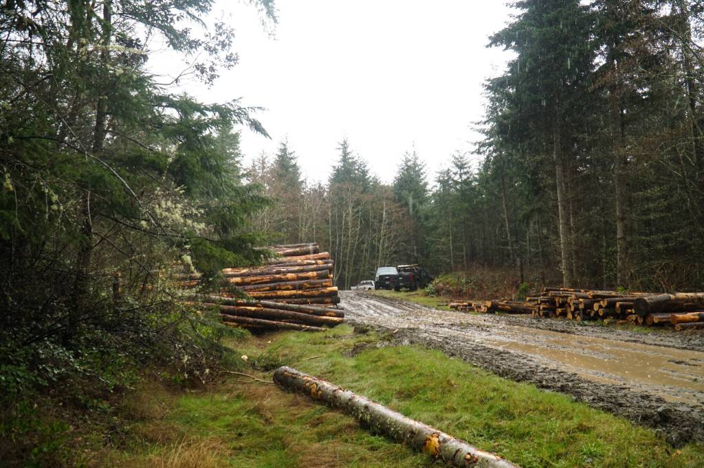 Photo by Sam Fletcher
Janicki Logging Co. thins the Trillium Community Forest on Tuesday.