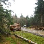 Janicki Logging Co. thins the Trillium Community Forest on Tuesday. (Photo by Sam Fletcher)