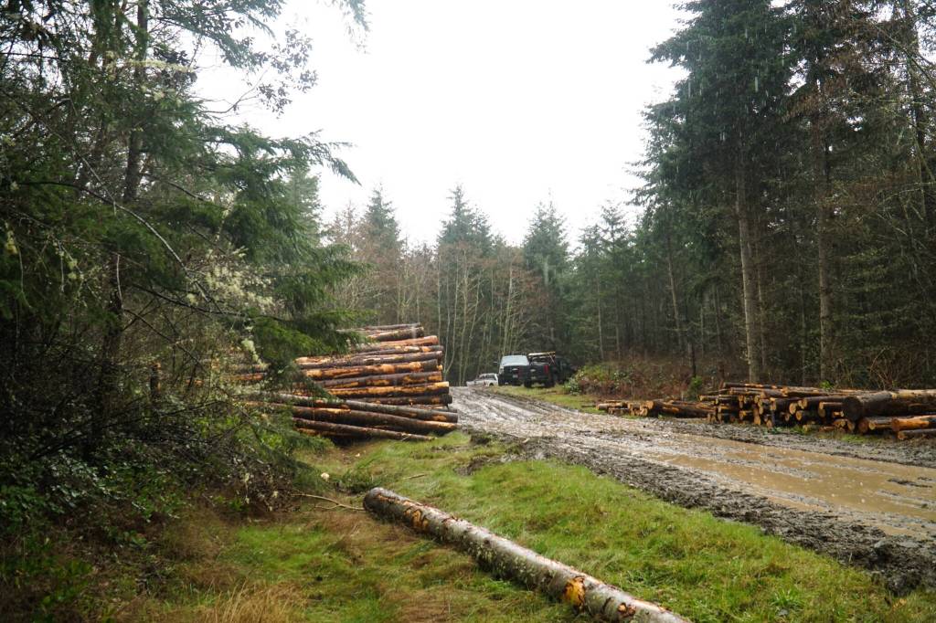 Janicki Logging Co. thins the Trillium Community Forest on Tuesday. (Photo by Sam Fletcher)