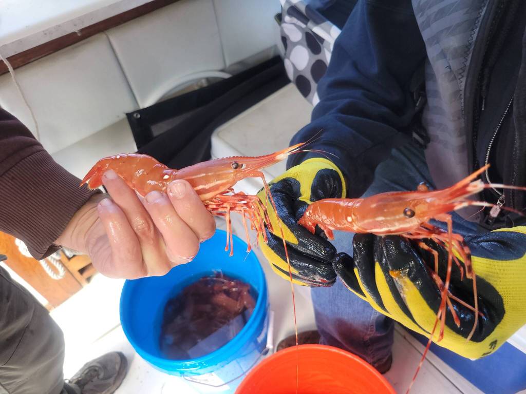 Deception Pass Sail & Power Squadron offers courses on shrimping. (Photo courtesy of Jerry Liggett)