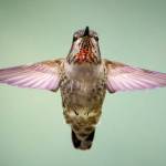 A female Anna's Hummingbird shows of her wings. (Photo by David Welton)
