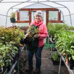 Sue Kelsey, the clubs plant growing coordinator, picks up a plant from the cold frame greenhouse. (Photo by Luisa Loi)