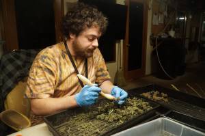 Island Gro trimmer Aaron Rogers cleans up the buds of the most recent harvest. (Photo by Sam Fletcher)