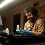 Island Gro trimmer Aaron Rogers cleans up the buds of the most recent harvest. (Photo by Sam Fletcher)