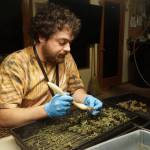 Island Gro trimmer Aaron Rogers cleans up the buds of the most recent harvest. (Photo by Sam Fletcher)