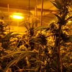 Island Gros plants are grown under bright yellow, high-intensity discharge lamps. (Photo by Sam Fletcher)