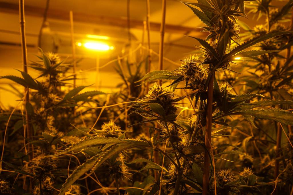 Island Gros plants are grown under bright yellow, high-intensity discharge lamps. (Photo by Sam Fletcher)