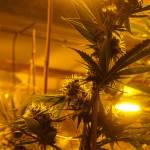 Island Gros plants are grown under bright yellow, high-intensity discharge lamps. (Photo by Sam Fletcher)