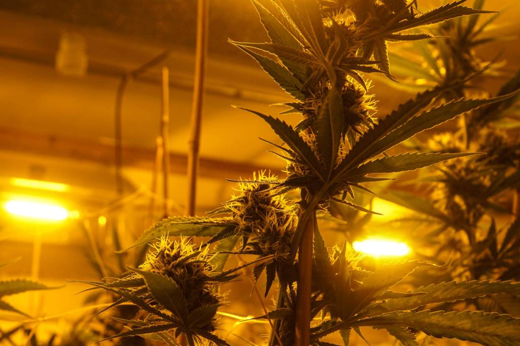 Island Gros plants are grown under bright yellow, high-intensity discharge lamps. (Photo by Sam Fletcher)