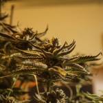 This plant, just days away from being hung to dry, holds hundreds of large, vibrant, glistening flowers. (Photo by Sam Fletcher)