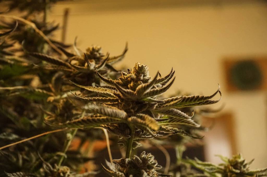 This plant, just days away from being hung to dry, holds hundreds of large, vibrant, glistening flowers. (Photo by Sam Fletcher)