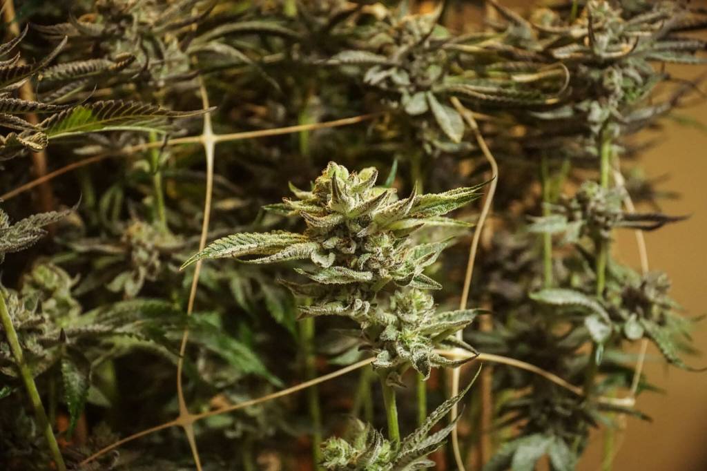 This plant, just days away from being hung to dry, holds hundreds of large, vibrant, glistening flowers. (Photo by Sam Fletcher)