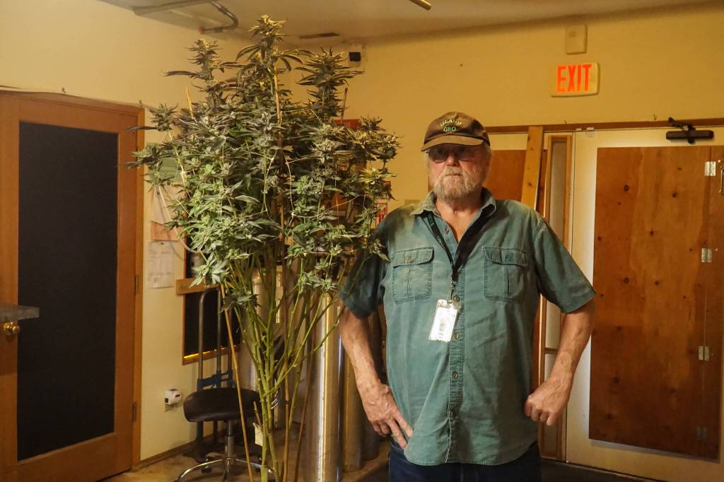 Mike Crandall, owner of Island Gro in Oak Harbor, has been growing marijuana for over 40 years. (Photo by Sam Fletcher)