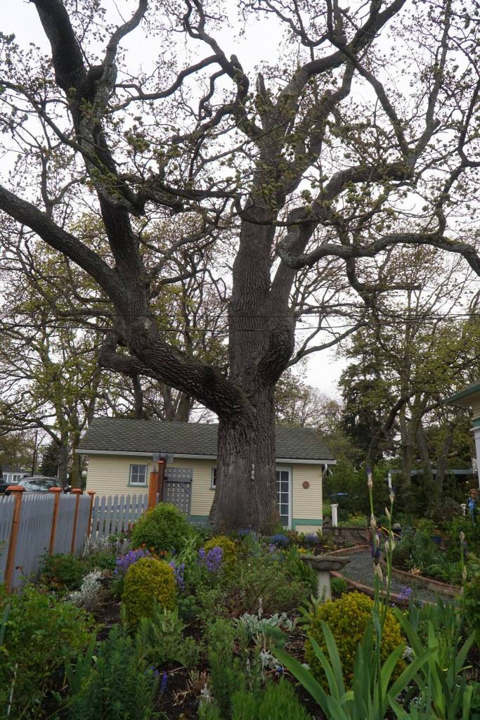 Photo by Sam Fletcher
Gary and Teresa Gillespies home came with a 400-plus-year-old Garry oak, the second largest on the island.
