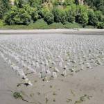 Photo courtesy of Taylor Shellfish
Soft mesh HDPE predator exclusion tubes are used to protect newly planted geoduck.