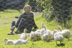 Photo by Kira Erickson/South Whidbey Record
Christyn Johnson spends some quality time with her flock of Sebastopol goslings. The heritage breed originated in southeastern Europe and the geese are known for their long, curly feathers.