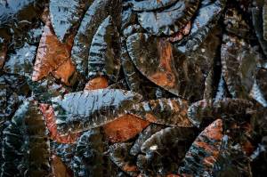 Photo by David Welton
Robert Bower travels to Oregon to collect obsidian for his knife blades.