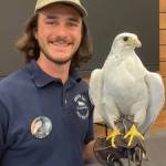 Photo provided
Joseph Molotsky of Discovery Bay Wild Bird Rescue with a gyrfalcon.