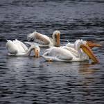 Photo by David Welton
A flock of American white pelicans search for food at Deer Lagoon.