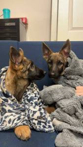 Photo provided
Members of the group rescued a couple of scared puppies that were abandoned.