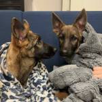 Photo provided
Members of the group rescued a couple of scared puppies that were abandoned.