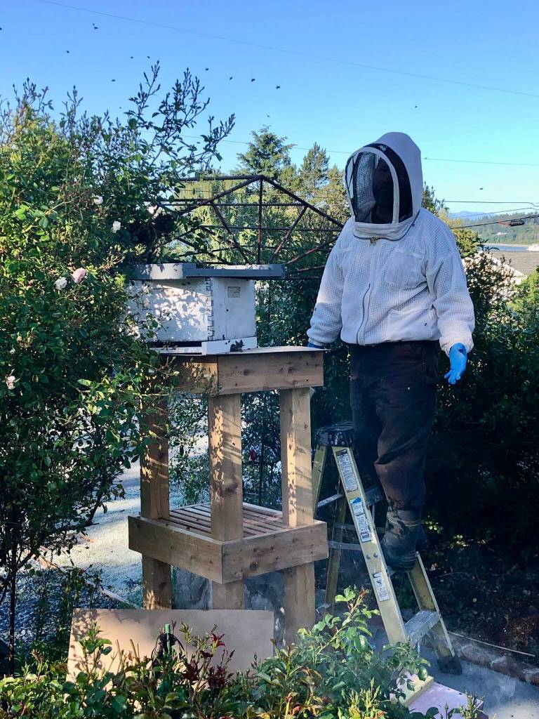 Coupeville Beekeeper Bruce Eckholm collects a swarm of bees in Oak Harbor (Photo courtesy of Gary Gillespie)
