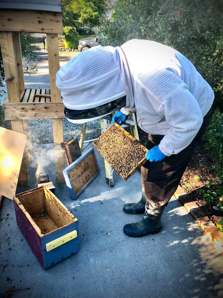 Coupeville Beekeeper Bruce Eckholm collects a swarm of bees in Oak Harbor (Photo courtesy of Gary Gillespie)