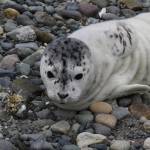 Photo by Jill Hein/Orca Network