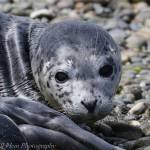 Photo by Jill Hein/Orca Network
Hippogriff the harbor seal pup.