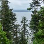 Photo by Caitlyn Anderson
Despite Redcedar Dieback and Bark Beetles many trees in South Whidbey State Park continue to grow and flourish, May 23.