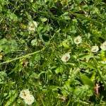 Clover.