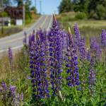 Photo by Caitlyn Anderson
Lupine is visible from Boon Road on North Whidbey.