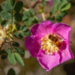 Photo by Caitlyn Anderson
A bee buzzes inside a rosehip earlier this month.