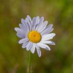 Photo by Caitlyn Anderson
Daisies grow adjacent to Boon Road.