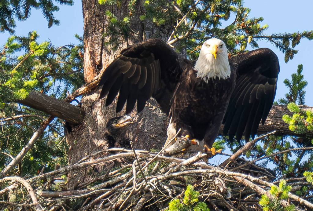 Photo by Linda LaMar
An eagle and its eaglet sit in a nest at Goss Lake.