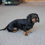 Photo by Luisa Loi
Collins runs the shop with the help of Louis, his 5-year-old dog.