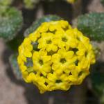Sand verbena provides a perfect home for the sand verbena moth after thousands of years of co-evolution. (Photo courtesy of Eric Hunt)