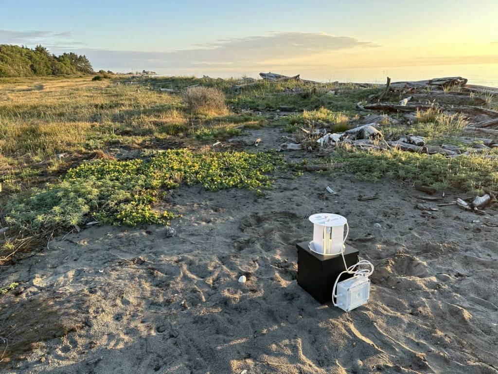 WDFW surveyors set up a moth blacklight trap at Joseph Whidbey State Park. Note from sand verbena moth lead Julie Combs: We didnt find the moth here, not enough host plants. (Photo courtesy of Jenny Shrum)
