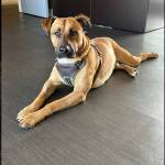 Welcome Home Oak Harbor Executive Director Chelsea McGuire brings her dog, Kiro, to the assisted living facility daily. (Photo provided)