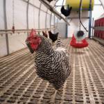 (Photo by David Welton)
A curious chicken inside its solar-powered coop.