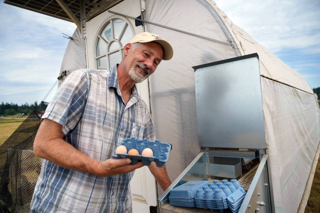 (Photo by David Welton)
Britt Fletcher collects eggs from a hand-cranked conveyor belt attached to a mobile solar-powered chicken coop.