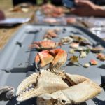 (Photo provided)
Surveying molts is easier than up-turning rocks and chasing down live crabs. In four-person teams, surveyors scour the beach for 20 minutes, logging the data into an app.