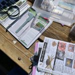 (Photo provided)
The goal of Sound Water Stewardss molt search program is to nip green crab expansion in the bud and build a dataset for green crabs and other mobile organisms to provide a greater understanding of Island Countys coastal ecosystem.