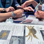 (Photo provided)
Sound Water Stewards, a Freeland-based nonprofit, in collaboration with the Washington Sea Grant and Washington State University, are training citizen scientists on how to conduct molt surveys and join the fight against the European green crab.