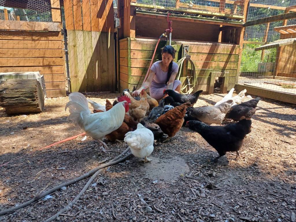Rochelle Johannessen feeds her flock. (Photo by Kira Erickson/South Whidbey Record)