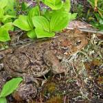 Western toads are large, ranging in color from brown, green, olive, gray and maroon, with a blunt head, stout body, broad waist, short legs and warty skin. They make a mellow chirrup or high pitched plinking sound and, according to the department of Fish & Wildlife, many males vocalizing together sound like cackling Canada geese. They persist in every single ecoregion Washington has to offer. (Photo provided)