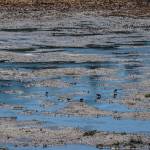 The wetlands near Dugualla Bay Preserve provide important western toad habitat. (Photo by Sam Fletcher)
