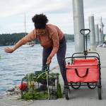 Photo by Sam Fletcher
Hillary Maddox clears her trap of seaweed in Cornet Bay.