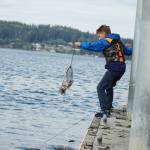 Weston Stewart harvests checks his net for crabs in Cornet Bay. (Photo by Sam Fletcher)